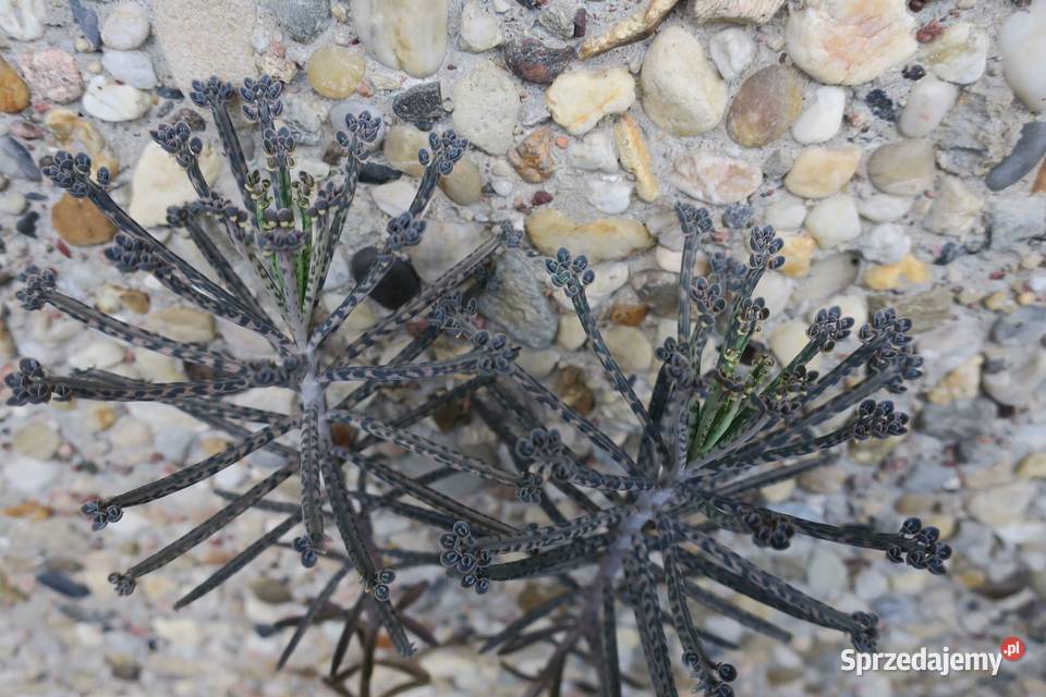 Kalanchoe tubiflora Żyworódka wąskolistna sprzedam