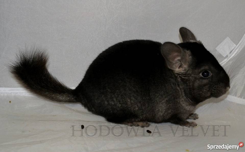 Szynszyla szynszyl szynszyle samiec MEDIUM EBONY sprzedam