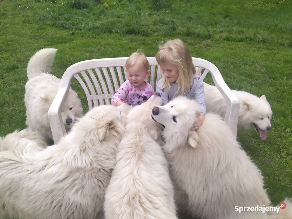 Samoyed samojed Związek Kynologiczny FCI Tarnawa Górna