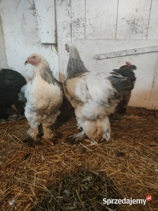 Sprzedam kury koguty tegoroczne Brahma i Kochin Liniewo