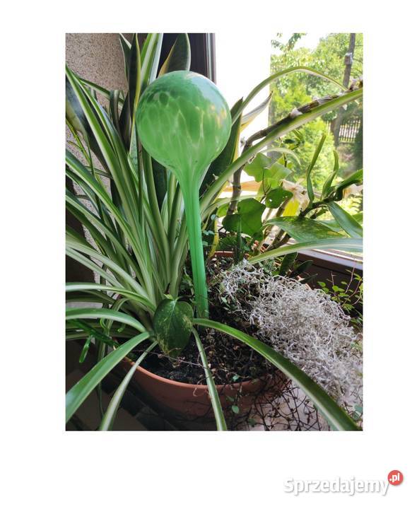 dozownik do kwiatów szklana pompowana ozdobna Kielce