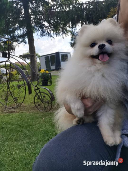 Reproduktorpomeranian typ misia Bolesławiec