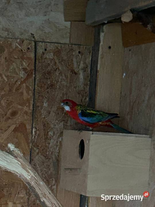 Rozelle Aleksandretty Ptaki Cianowice