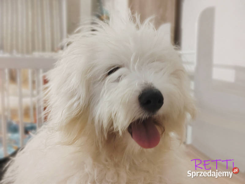 SAMIEC biały piesek Coton De Tulear szczenię Kraków
