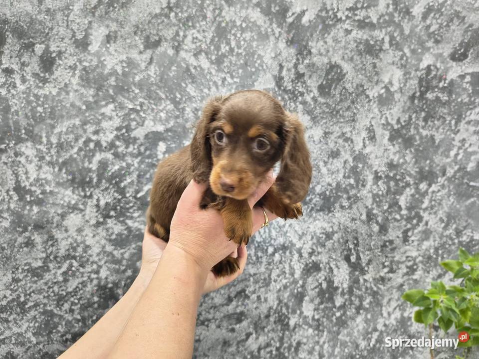 Jamnik długowłosy miniaturowy gold gen kremowy łódzkie Żychlin