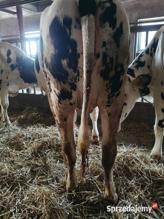 jałówki wysokocielne