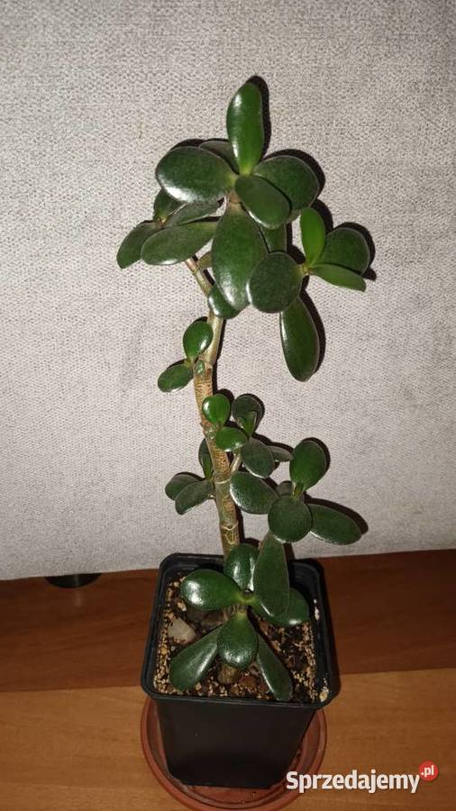 Grubosz crassula drzewko szczęscia 3 wys 35 Warszawa