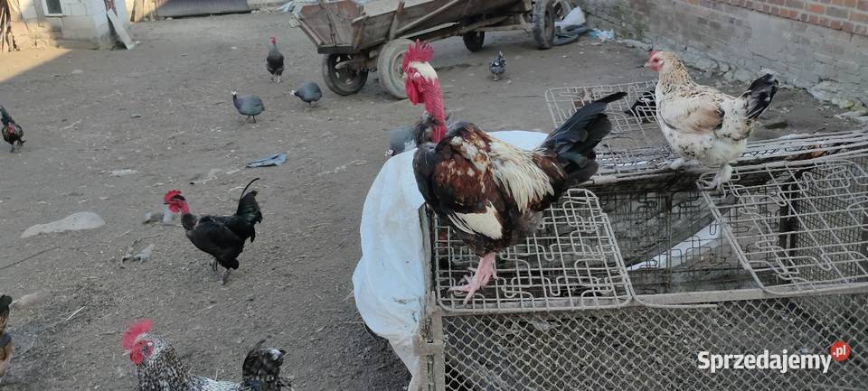 Sprzedam koguty z 25 roku Sobieska Wola Druga sprzedam