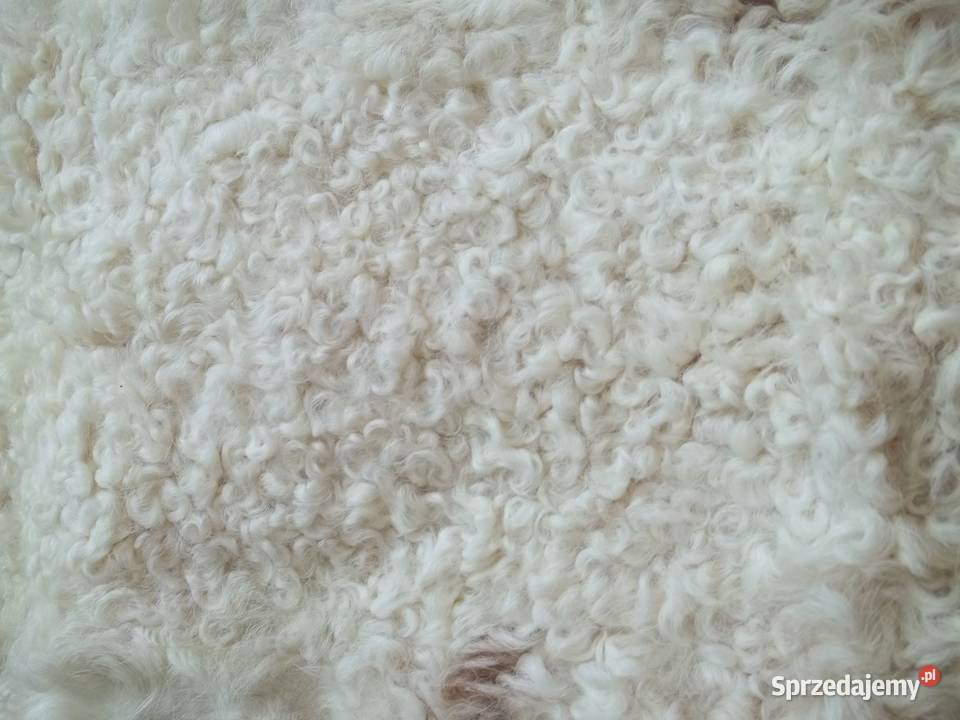 Karakuł jasny wyprawiona skórka Łódź