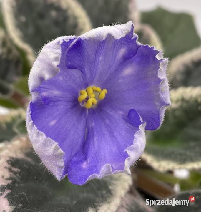 Fiołek afrykański kwitnąca sadzonka Jędrzejów