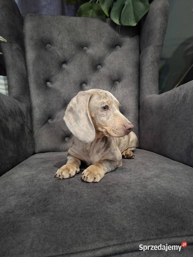 Jamnik lilac merle Jamnik mazowieckie Żyrardów