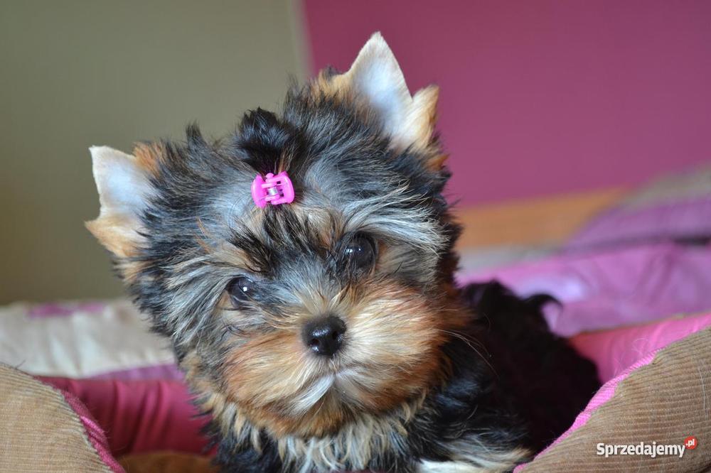 Yorki York Yorkshire Terrier Dowóz Metryka Nowa Sól