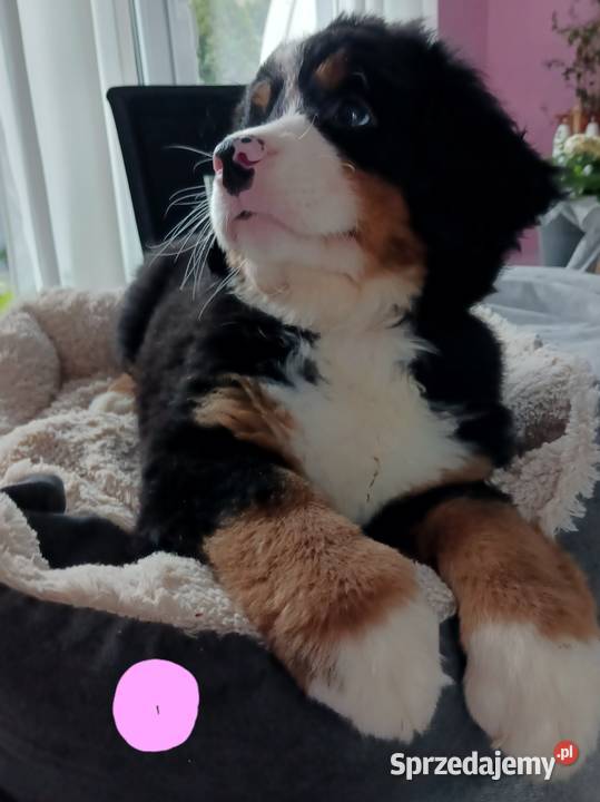 berneński pies pasterski berneńczyk lubelskie Lublin