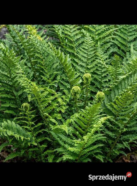 piwonia chińska hortensja ogrodowa narecznica sprzedam