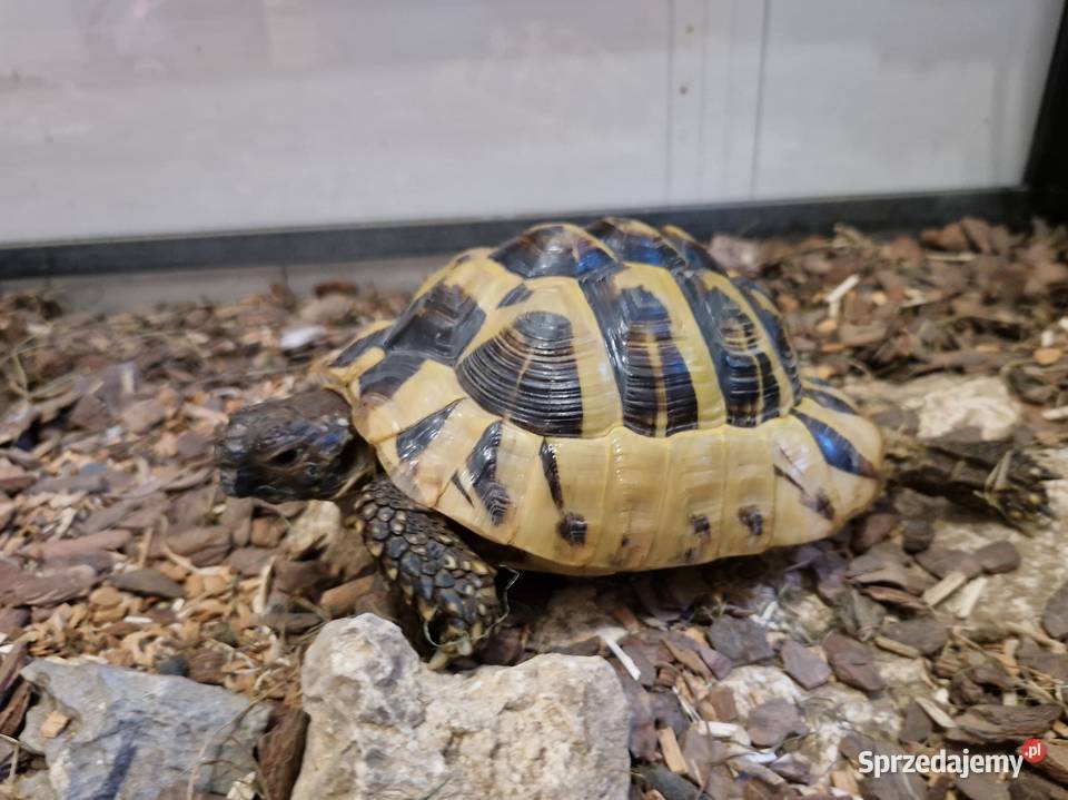 Żółw terrarium grecki testudo hermanni