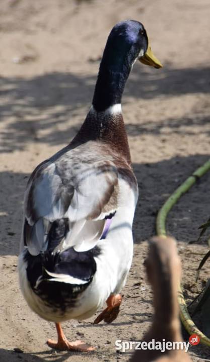 Kaczor biegus Łochów sprzedam