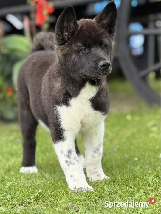 Akita amerykańska Gorzów Wielkopolski