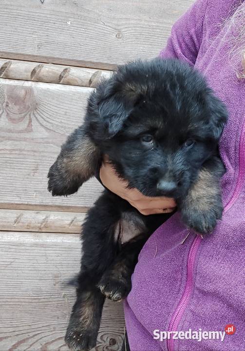 Owczarek Niemieck Długowłosy szczeniak małopolskie Sułkowice