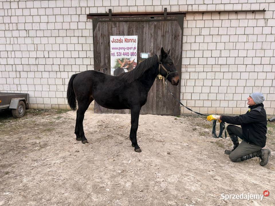 Klacz śląska roczna opolskie Bąków sprzedam