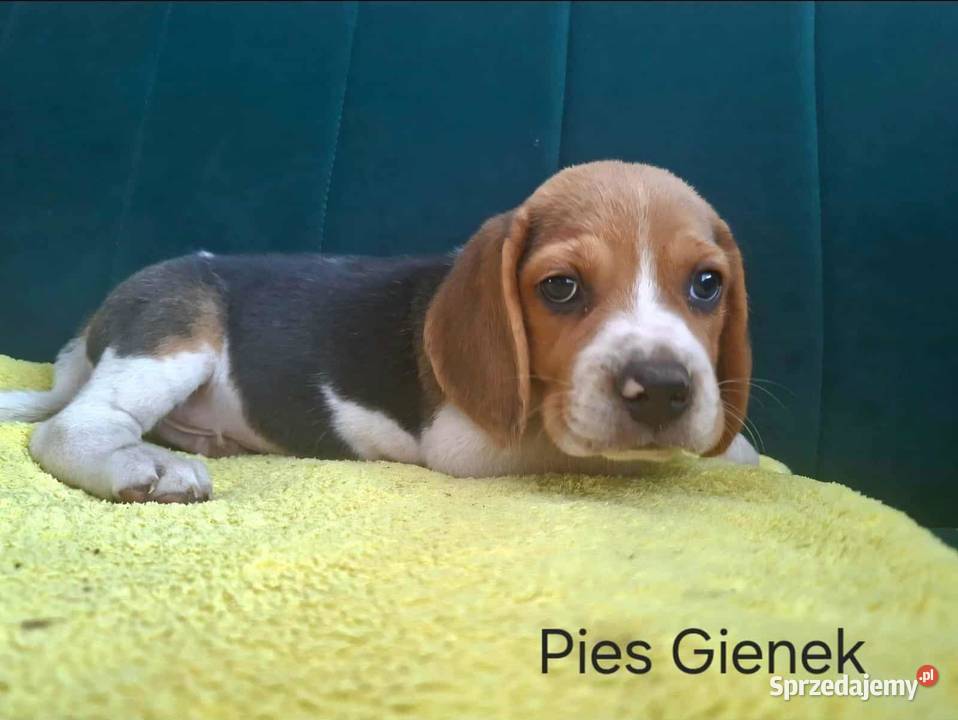 beagle tricolor Koprzywnica