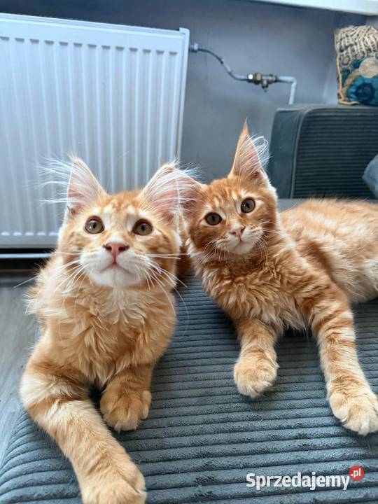 Gandalf Maine Coon Starogard Gdański