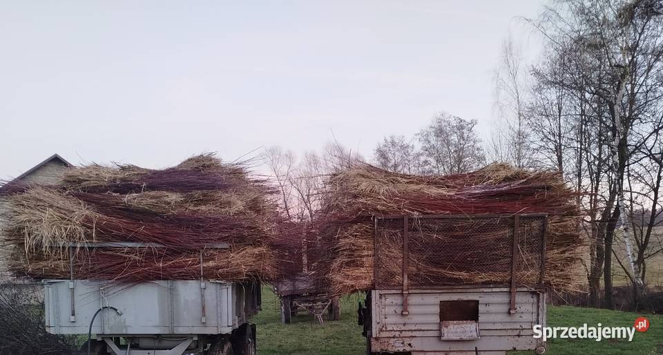 Wiklina zielona świeżo skoszona Pilzno