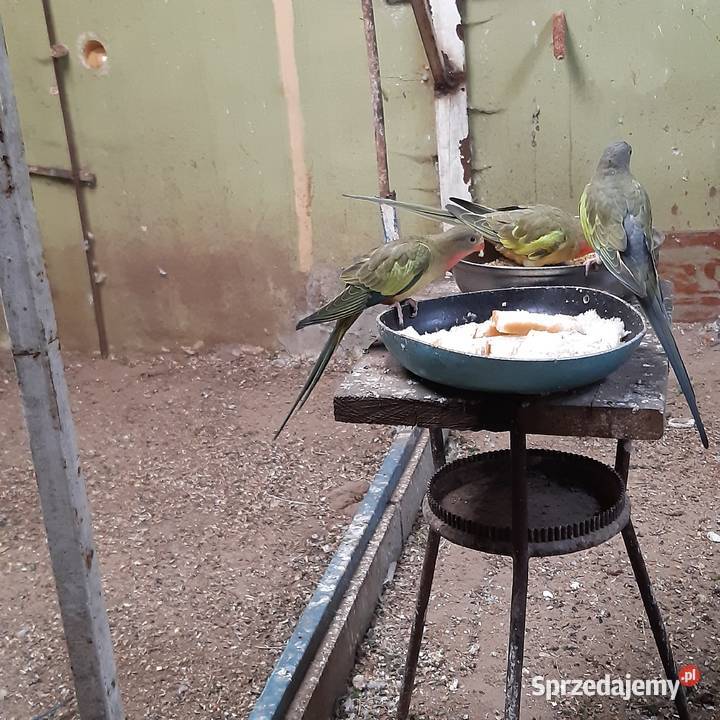Księżniczki Walii dolnośląskie