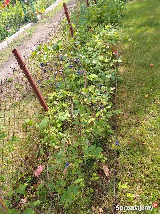 Działka rekreacyjnaa ROD LUMEL ZIELONA GÓRA Grunty i działki Zielona Góra