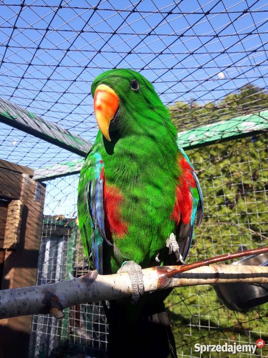 LORA WIELKA Samiec kujawsko-pomorskie