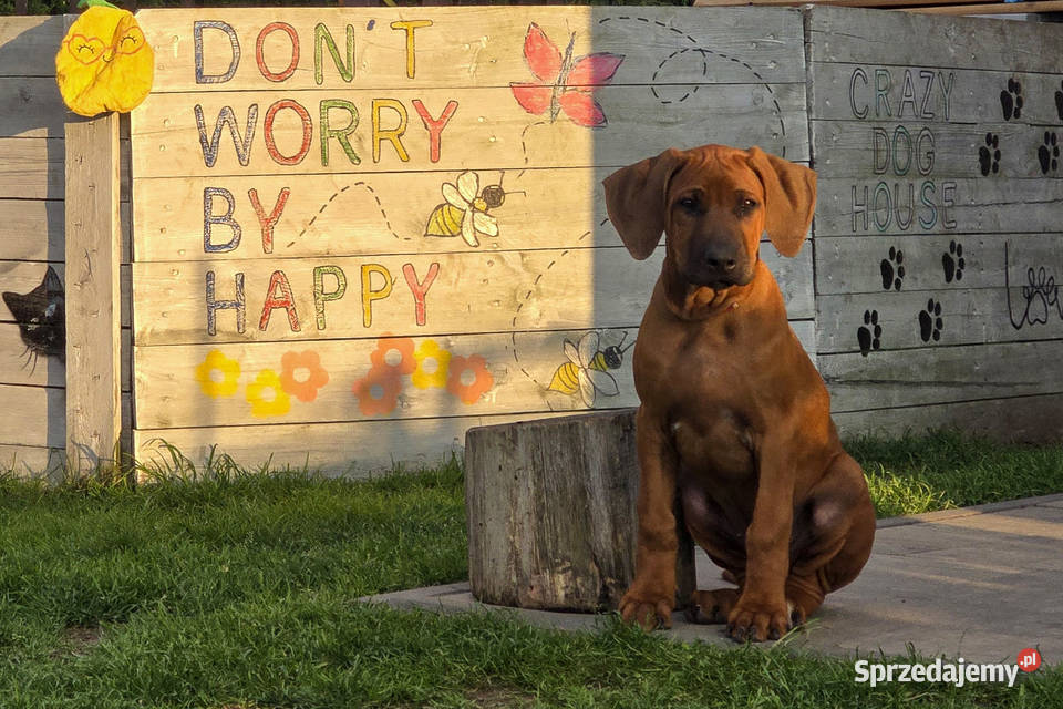 Szczenięta rhodesian ridgeback rodowodowe ZKwP Pozostałe Rzeszów sprzedam