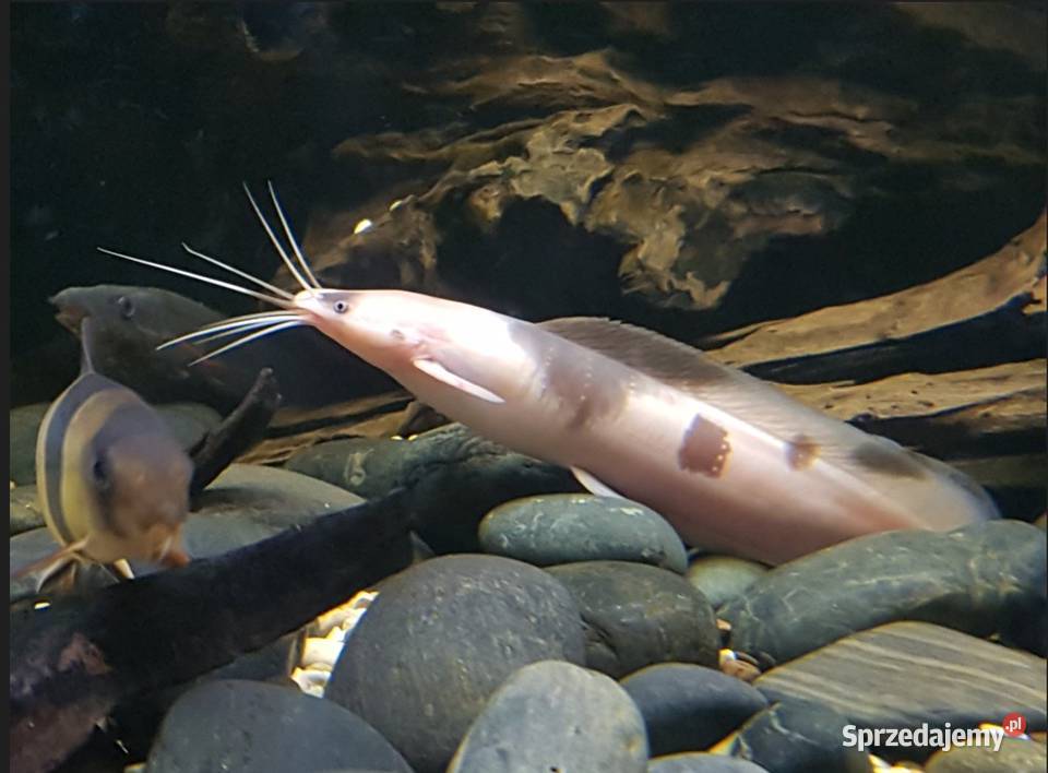 Clarias batrachus Długowąs żabi Sum batraszek Ryby Gdańsk