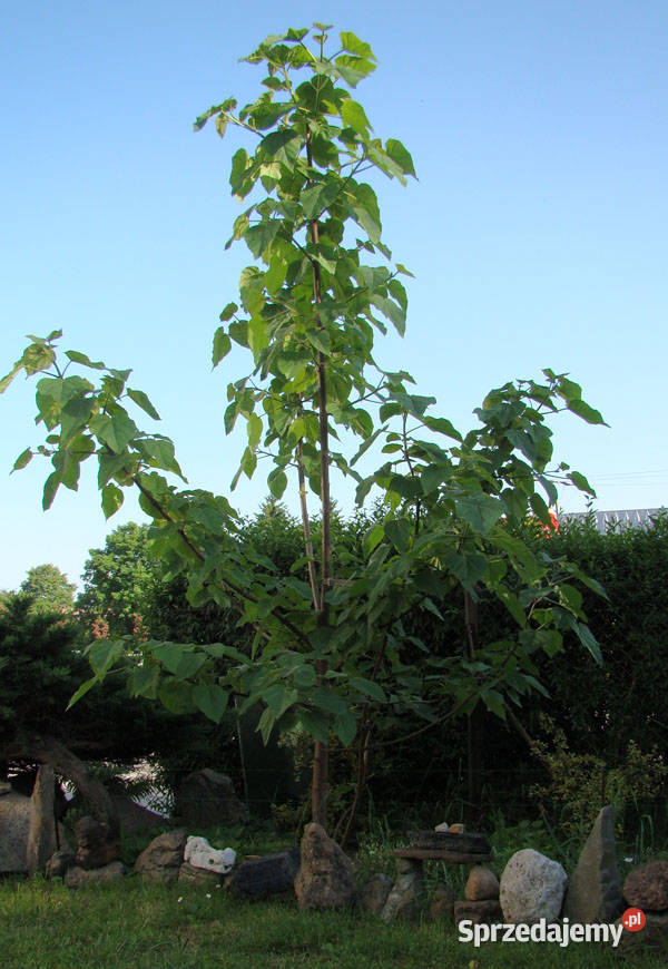 Paulownia sadzonki x2 Cesarskie drzewko Super Przemyśl