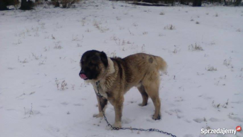 Owczarek środkowoazjatycki Reproduktor świętokrzyskie