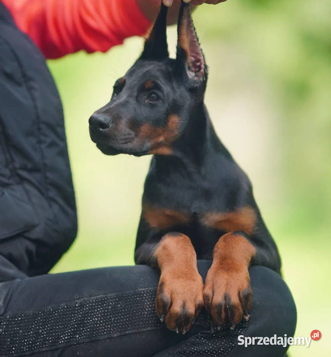 Szczenięta dobermana utytułowanych rodzicach Psy Warszawa