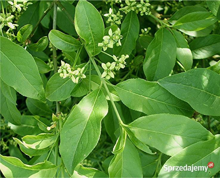 TRZMIELINA POSPOLITA Euonymus europaeus NASIONA Nasiona kujawsko-pomorskie Lubanie