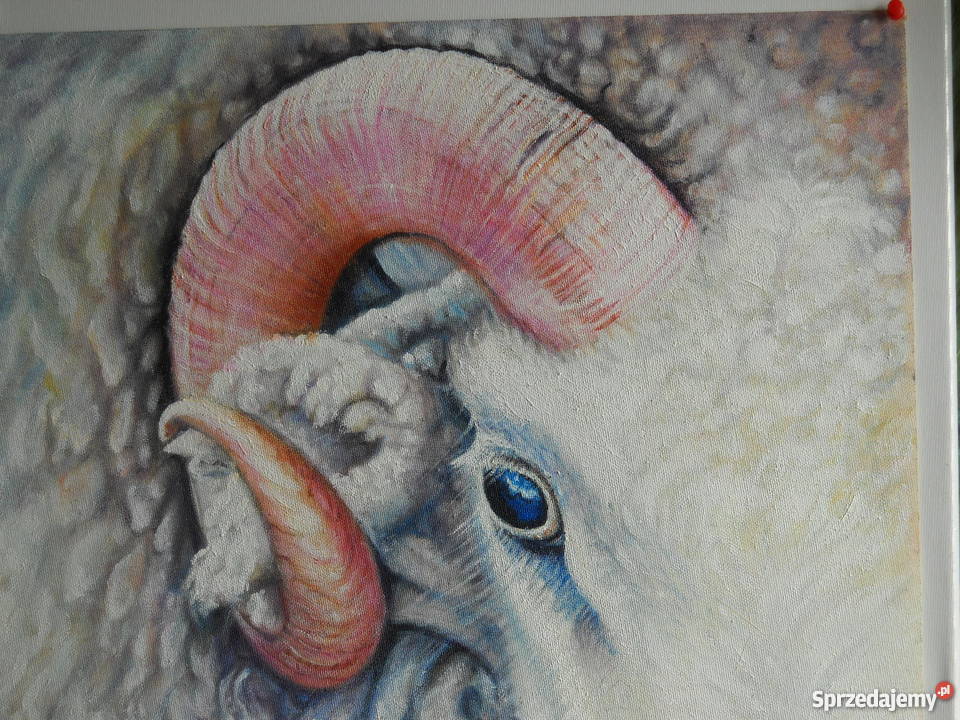 BARANolej na płótnie60x45 Kraków
