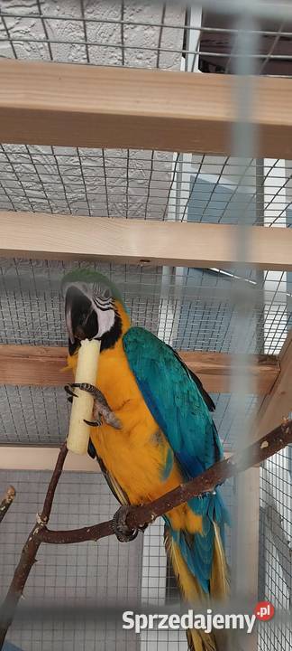 Sprzedam papugę Ara ararauna Charsznica sprzedam