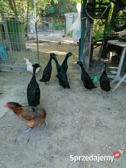 Kaczki Biegus Indyjski Ptaki Kłobuck