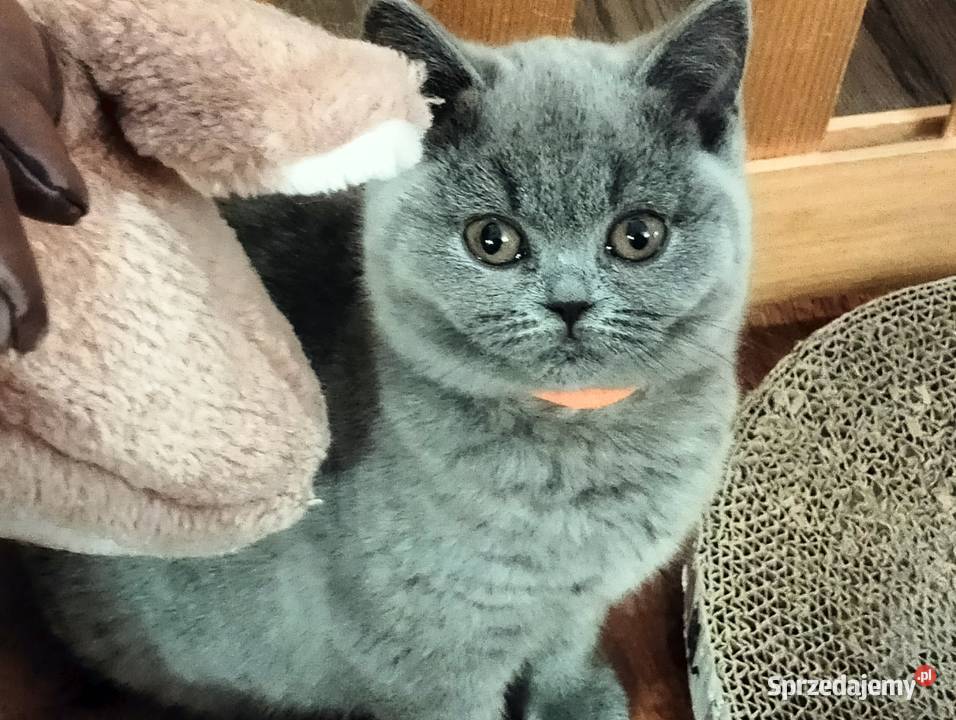 Kocięta niebieskie pięknych rodzicach Rodowód sprzedam