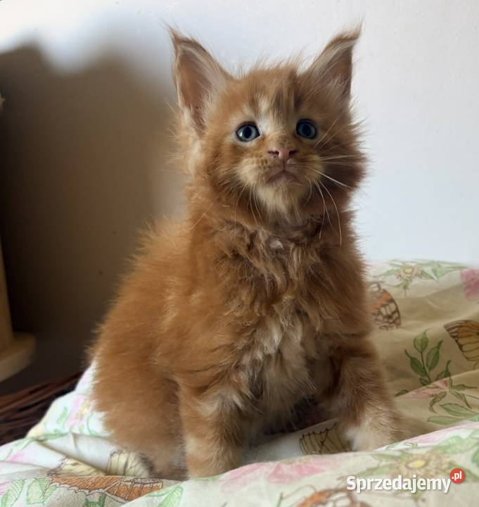 Maine Coon Kocięta importach Wińsko