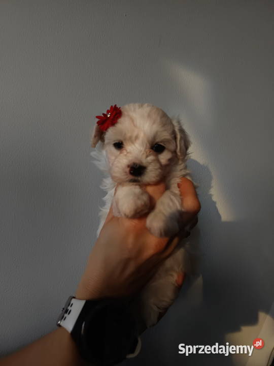 Maltipoo F1 xs pomorskie Chojnice