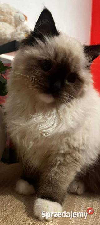 Kotek rasy Ragdoll Zwierzęta