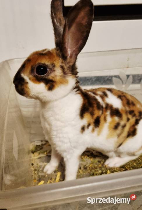Królik Karzelek Mini Rex trójbarwny Katowice