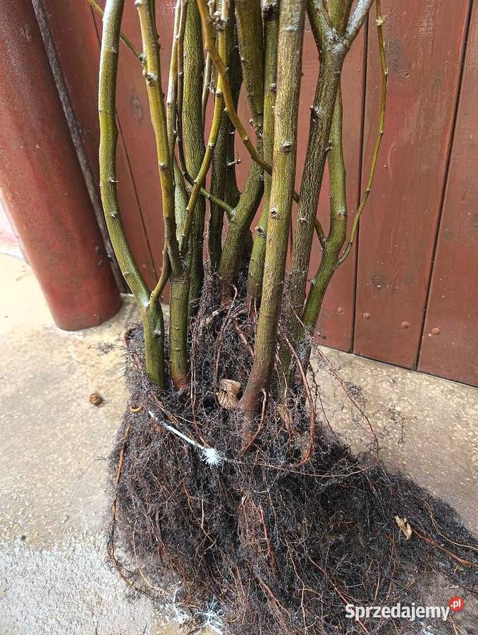 Sadzonki Graba 150 160 na żywopłot sprzedam