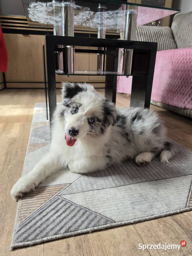 Piesek rasy border collie blue merle Kutno sprzedam