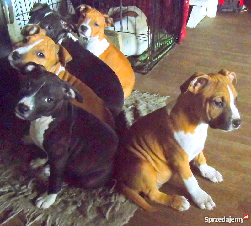 piękne szczenięta american staffordshire terrier Obryte sprzedam