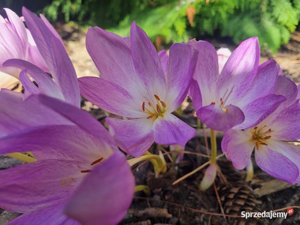 Zimowit jesienny Duże cebule XXL fioletowy Cebulki i bulwy Lublin sprzedam
