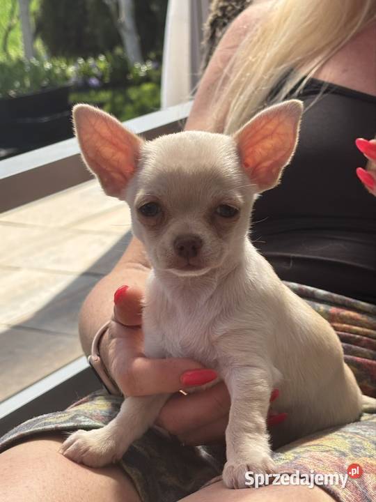Dziewczynka krótkowłosa Chihuahua Lenka Piotrków Trybunalski