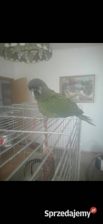 Ara Marakana Recznie Wykarmiona Samica 2025r DNA