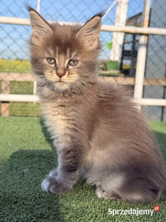 Przepiękne kocięta Maine Coon z rodowodem FPL Poznań